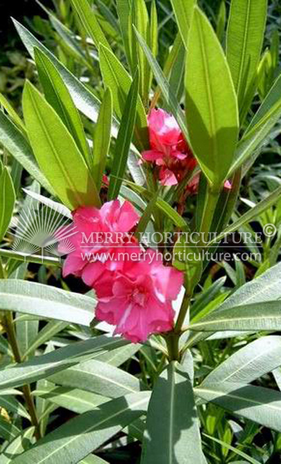 Nerium oleander Red